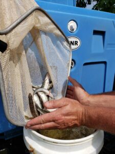 netting of walleye