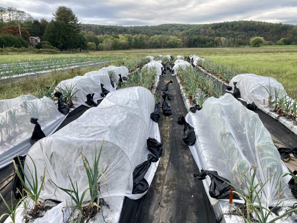 Rows of leeks on plastic with row covers and insect netting being secured on the edges with sandbags and ground staples