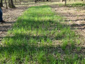 Tall fescue plot in hardwood area in April 2021