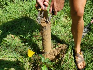 Root core collected after a 3-month period.