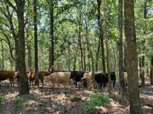 Cattle seeking shade in a thinned hardwood area on a producer's property