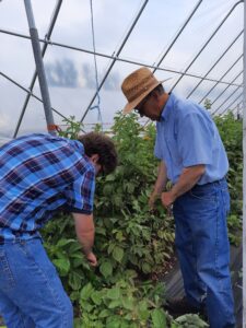 Two men looking at raspberry canes in a high tunnel 