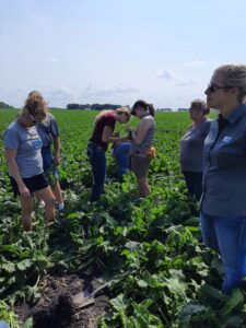 Group of people talking in a sugarbeet field. Two women standing together identifying insects