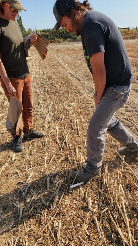 Tony de Veyra (right) and Arianna Bozzolo (left) collecting soil samples from the research field in Lemoore.