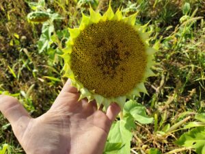 A sunflower from the replant later in July. 