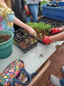 YSC members planting milkweed