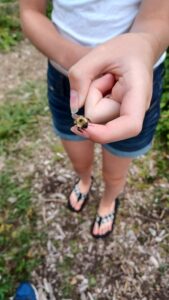 YSC member handling a carpenter bee, a beneficial pollinator species.