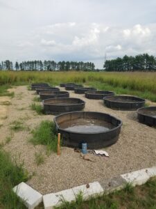 Stocks tanks are filled with sediment and ponded with water