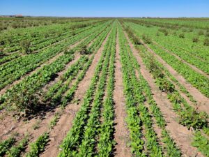 On-farm cover crop strip trial in fall 2022 - pictured treatment includes turnips and wheat. 