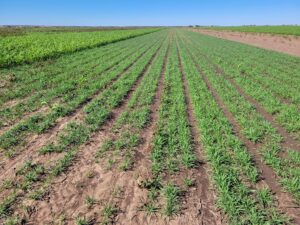 On-farm cover crop strip trial in Runnels County, fall 2022 - pictured treatments are sorghum sudangrass (left), wheat (center) and bareground fallow (right).