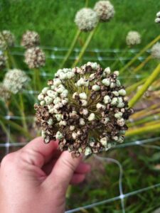 Onion seed head with disease issues.