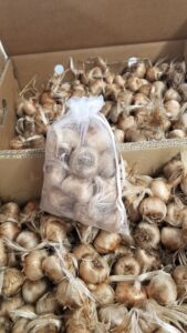 Saffron corms packed in mesh bags for sale at farms.