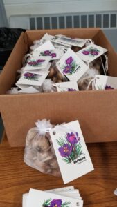 Packages of saffron corms for sale