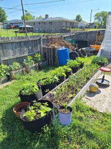 SunfRoots in 20 gallon pots