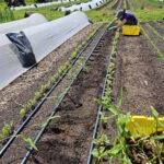 Planting ginger