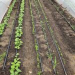 Ginger planted in high tunnel