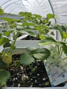 Biocontrol sachets placed in containers within each tunnel. 