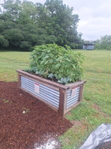 HHRG Jerusalem artichoke