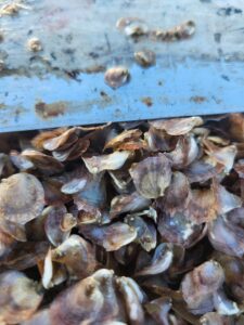 showing oyster seed and tumbler