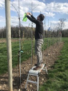 Man hanging signs from a trellis system for apple production