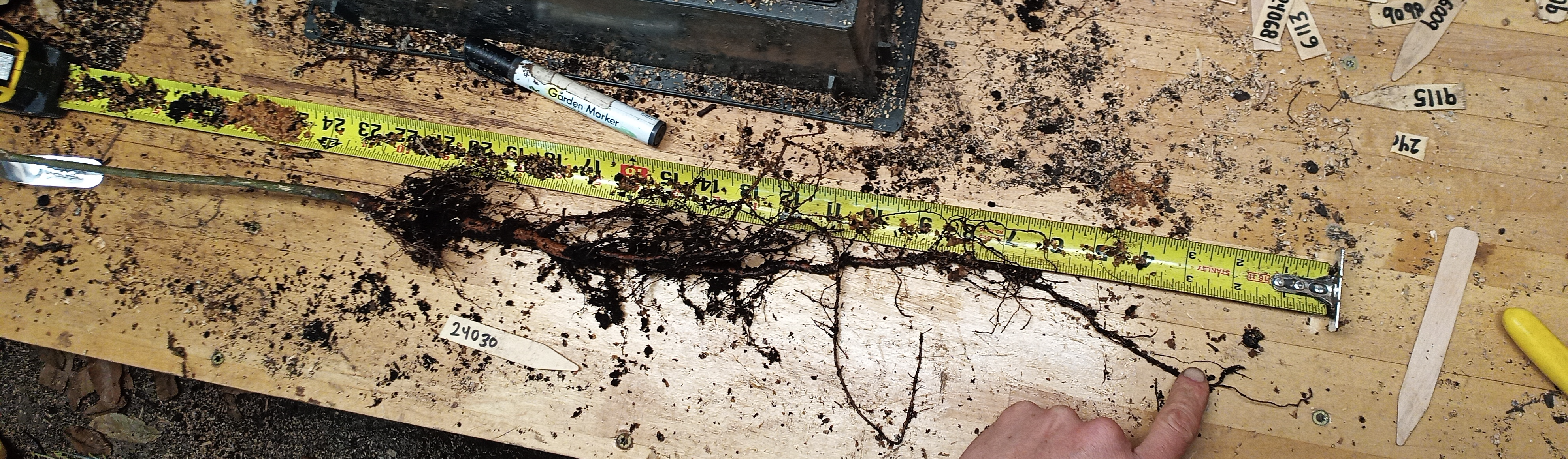 Example of 24" Chestnut Seedling Root Structure