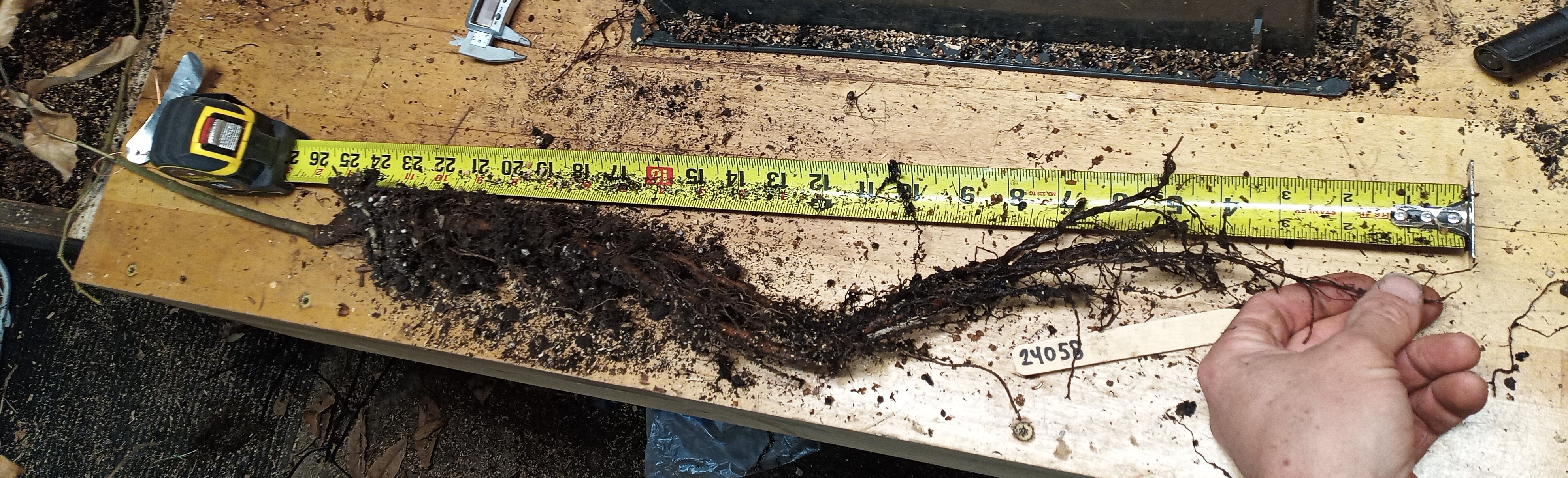 This photo is an example of the root system developed in a 24"-depth container.