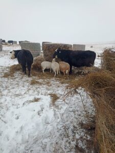 Multi-species bale grazing during winter of 2022.