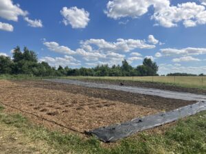 Field with drip irrigation, mulch, and landscape fabric 