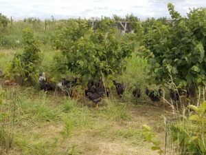 Chickens graze beneath hazelnut trees at Organic Compind owned by Wil and Carly Crombie