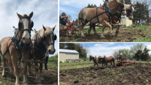 Draft horses tilling and discing a field