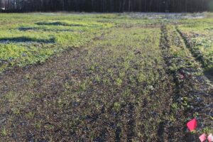 2nd planting (early Sept.) on date of hard frost