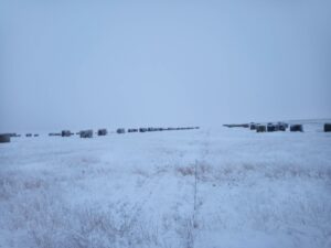 Bales distributed and temporary fence installed for use within the bale grazing project area.