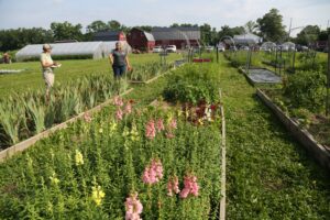 Two farmers standing around raised beds of flowers and gardening plots at Homesteads for Hope.