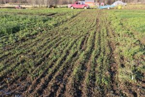 3rd planting (mid-Sept.) on date of hard frost