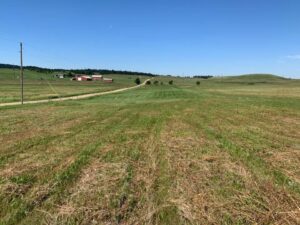 Chicory delayed by laying grass