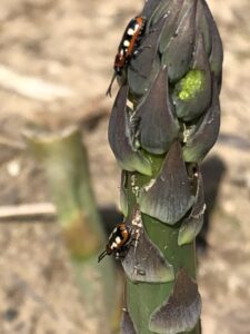 Asparagus beetle adults and eggs on damaged spear 