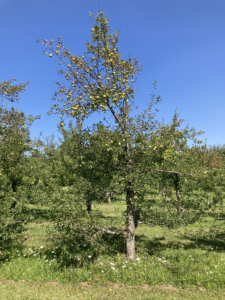 Goldrush apple tree showing signs of MLB in the upper portion of the tree.