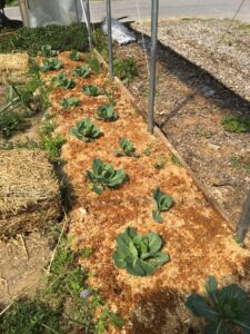 Cabbage in a bed of sawdust inoculated with Hypsizygus ulmarius (Elm Oyster)