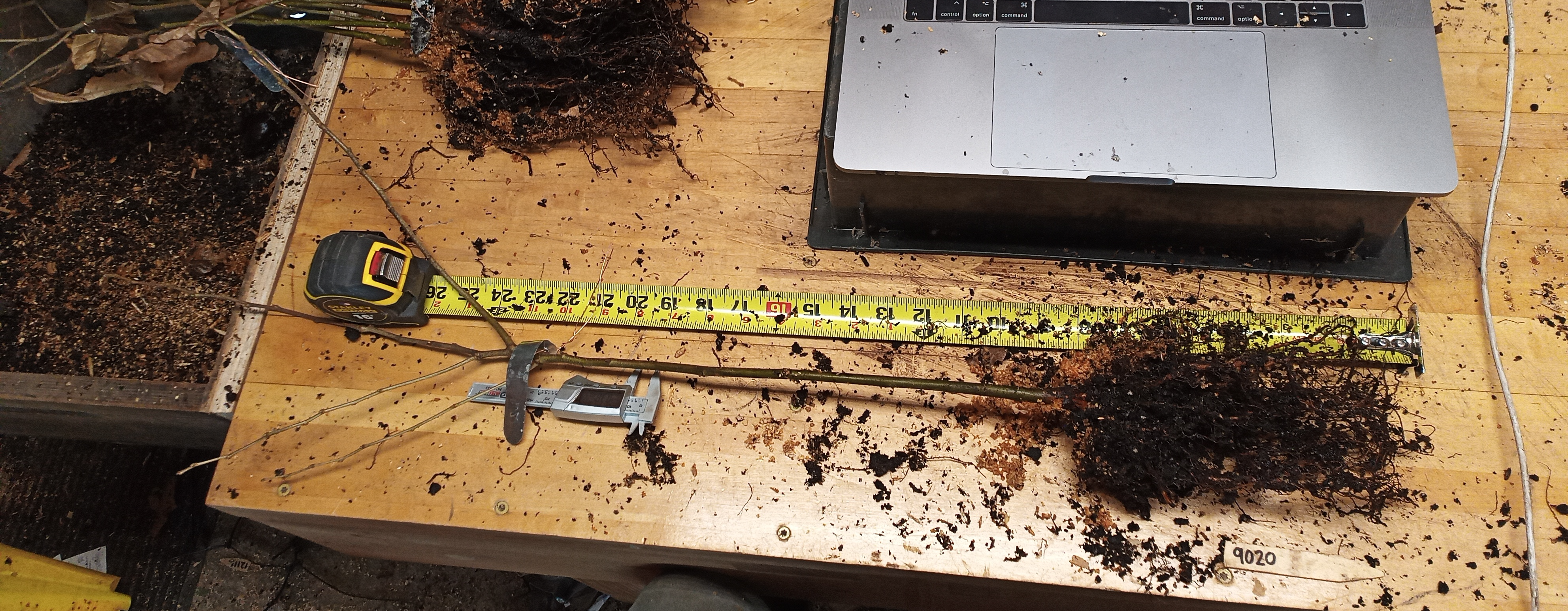 Example of 9" Chestnut Seedling Root Structure