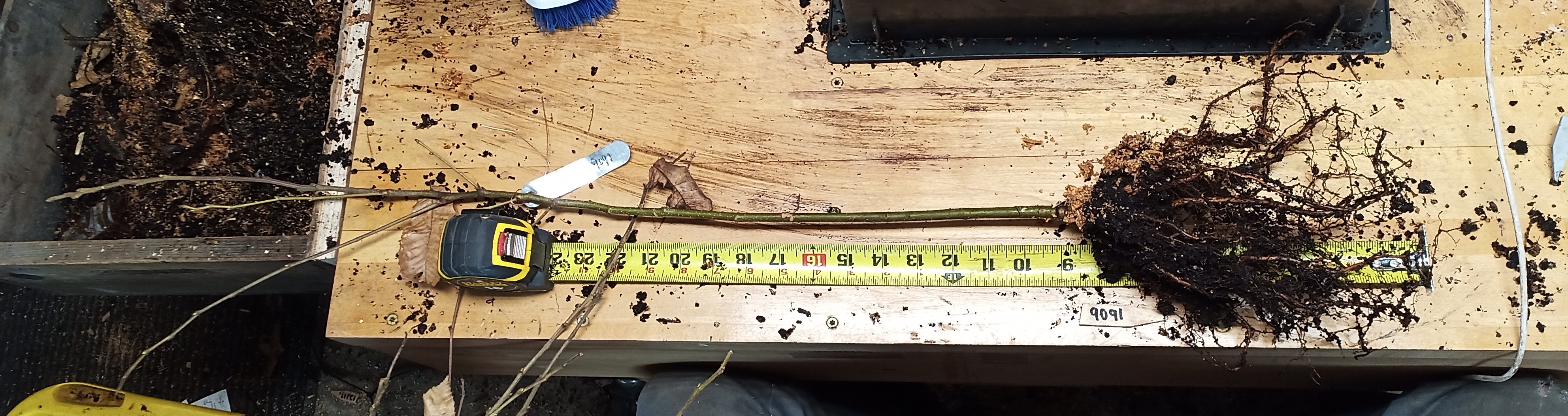 Example of 9" Chestnut Seedling Root Structure