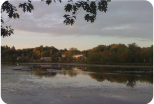 	 Figure 1. Lake Ripple in Grafton, MA overgrown with aquatic vegetation (14-Sept 2009).