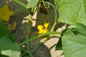 A honey bee pollinating a cucumber bloom