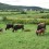 1 study animals Fava & East w calves on pasture
