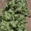 August pic of kale on bare area… weeds now only in rows that need control, crimped areas weed free