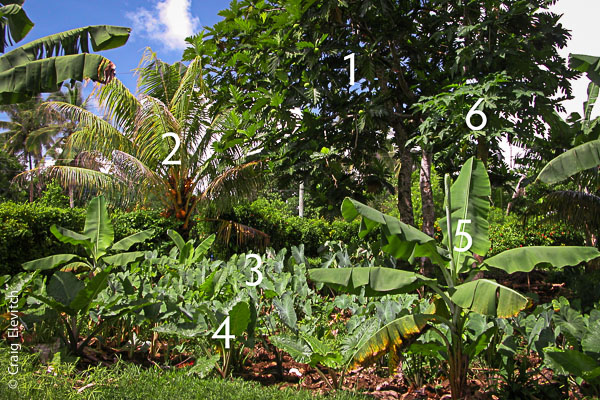 Traditional Pacific agroforest with breadfruit (1) growing together with coconut (2), taro (3), giant taro (4), banana (5), and papaya (6) in Samoa. Such centuries-old systems can be used as models for future low-input food production systems.