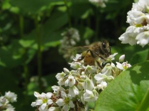 Figure 3: Honeybee on buckwheat cover crop