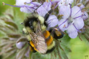 Figure 4: Bumblebee on phacelia cover crop