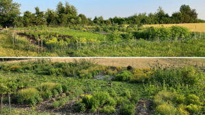 Field in June and July