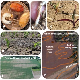 Plant-parasitic and beneficial nematode distribution in Michigan vegetable  soils - MSU Extension