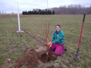 Planting Peach Trees April 2022